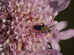 Lepidargyrus ancorifer