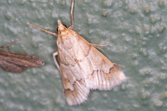 Pseudoschinia elautalis