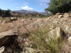 Jamesbrittenia macrantha