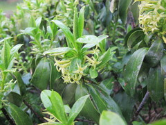 Daphne pontica