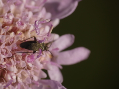 Lepidargyrus ancorifer