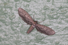 Glaucina erroraria
