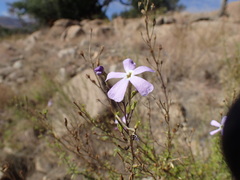 Jamesbrittenia macrantha