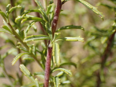 Jamesbrittenia macrantha