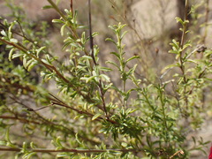 Jamesbrittenia macrantha