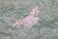 Scopula plantagenaria