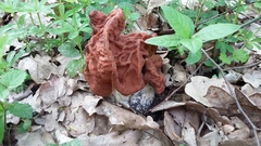 Gyromitra gigas