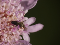 Lepidargyrus ancorifer