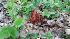 Gyromitra gigas