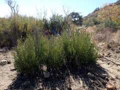 Euclea linearis