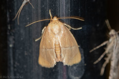 Apoda latomia