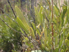 Euclea linearis