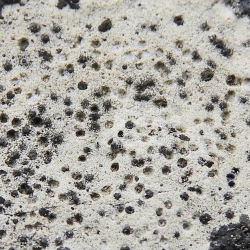 Bagliettoa calciseda