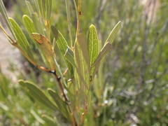 Euclea linearis