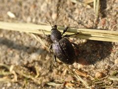 Otiorhynchus tristis