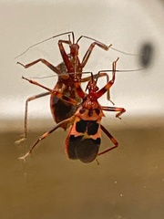 Acanthaspis ruficeps