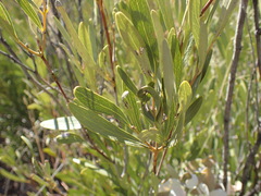 Euclea linearis
