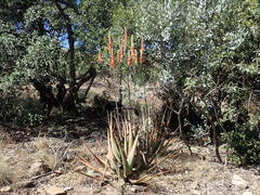 Aloe cryptopoda