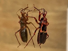 Acanthaspis ruficeps