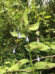 Mertensia paniculata