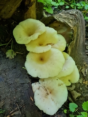 Pleurotus cornucopiae