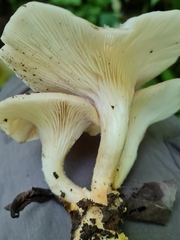 Pleurotus cornucopiae