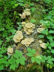 Pleurotus cornucopiae
