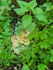 Pleurotus cornucopiae