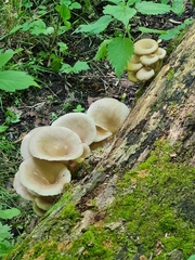 Pleurotus cornucopiae