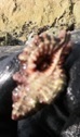 Cymatiidae