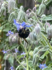 Xylocopa californica