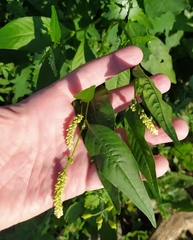 Persicaria lapathifolia