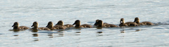 Anas platyrhynchos