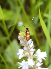 Cauchas fibulella