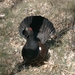Cantabrian Capercaillie - Photo (c) Cesar Pollo, some rights reserved (CC BY-NC), uploaded by Cesar Pollo