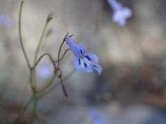 Lobelia flaccida