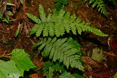 Cyclogramma auriculata