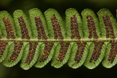 Cyclogramma auriculata