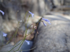 Lobelia flaccida