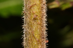 Cyclogramma auriculata