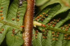 Cyclogramma auriculata