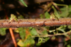 Cyclogramma auriculata