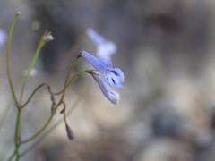 Lobelia flaccida