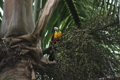 Ramphastos dicolorus