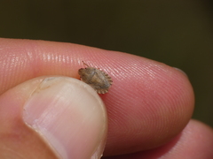 Sciocoris macrocephalus