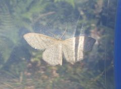 Idaea macilentaria