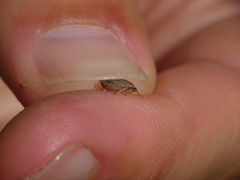 Sciocoris macrocephalus