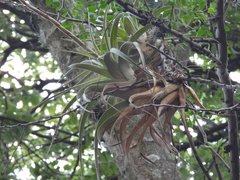 Tillandsia