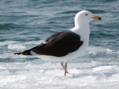 Larus marinus