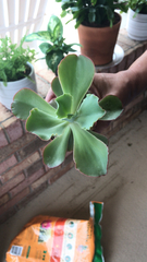 Gibbiflorae